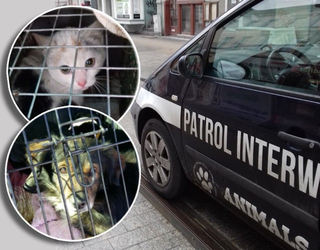 Kilka dni temu zepsuło się auto, którym poruszają się inspektorzy i wolontariusze OTOZ Animals w Gorzowie.