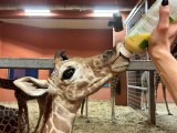 W śląskim zoo, po siedmiu latach, urodziła się żyrafa. Ma na imię Lilio. Jest cudna! Zobaczcie WIDEO i ZDJĘCIA