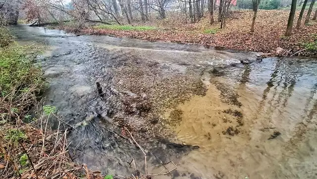 Na nowych tarliskach na Mierzawie pstrągi złożyły ikrę na początku listopada.