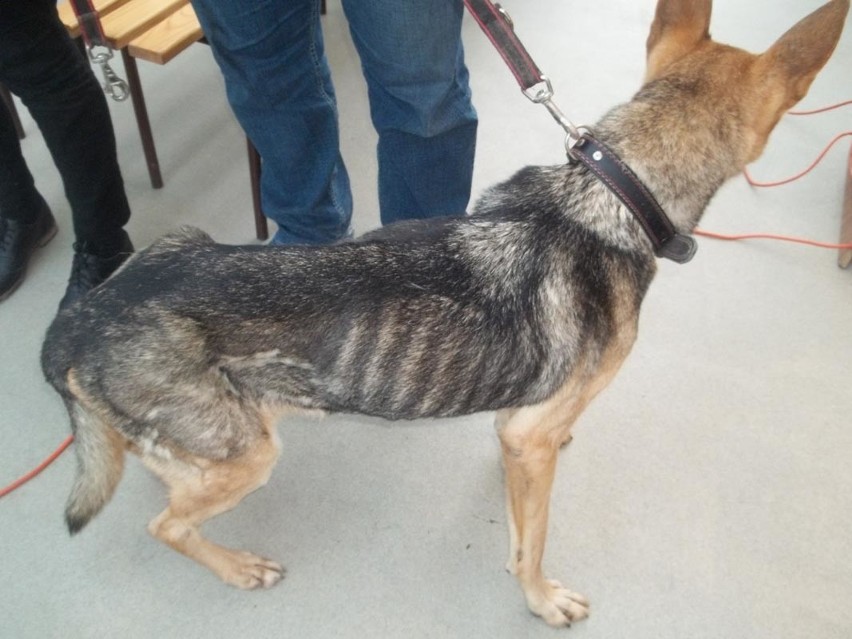 Wychudzony pies trafił o schroniska w Koszalinie.