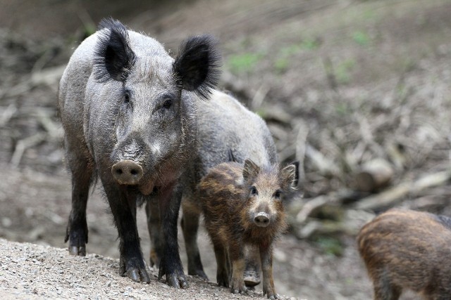 Dziki zwykle nie atakują ludzi, chyba że zostaną sprowokowane. Tak należy się zachować, gdy na swojej drodze spotkasz dzika. Zobacz na kolejnych slajdach w galerii >>>