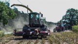 Susza sieje spustoszenie. Fatalna sytuacja rolników