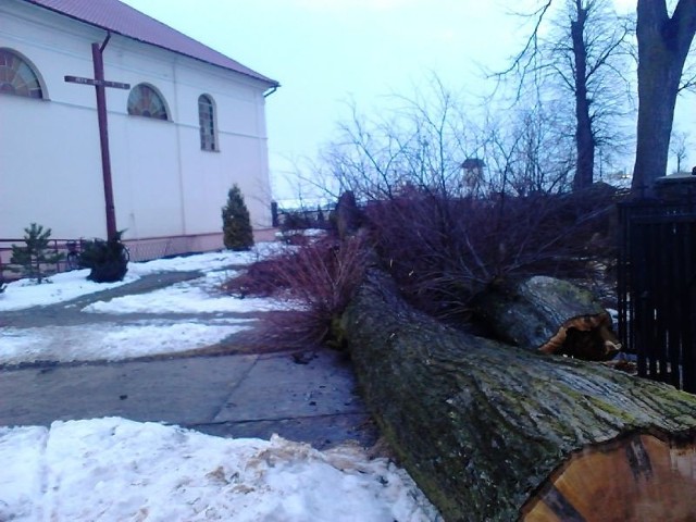 Widok wyciętych stuletnich lip na placu kościelnym w Krasocinie oburzył część parafian.