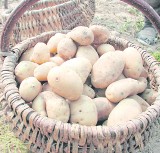 Zbiory ziemniaków, zwłaszcza wczesnych, nie były w tym roku najlepsze