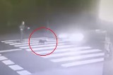 Kierowca złotego bmw zabił psa na przejściu dla pieszych. Policja poszukuje sprawcy wypadku w Rędzinach WIDEO