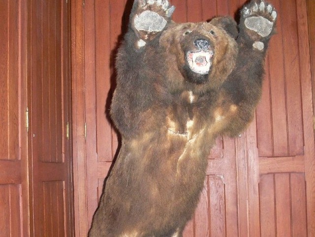 Upolowany zapewne przez Zdzisława Tarnowskiego liczący 103 lata niedźwiedź stoi dziś w jednym z pomieszczeń na parterze Dzikowskiego Zamku.  