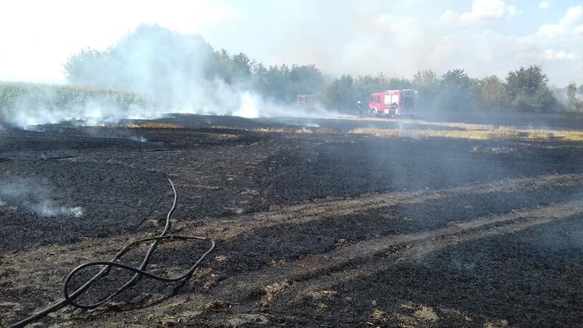 Duży pożar pod Wrocławiem. Płonęło 1,5 hektara terenu (ZDJĘCIA)
