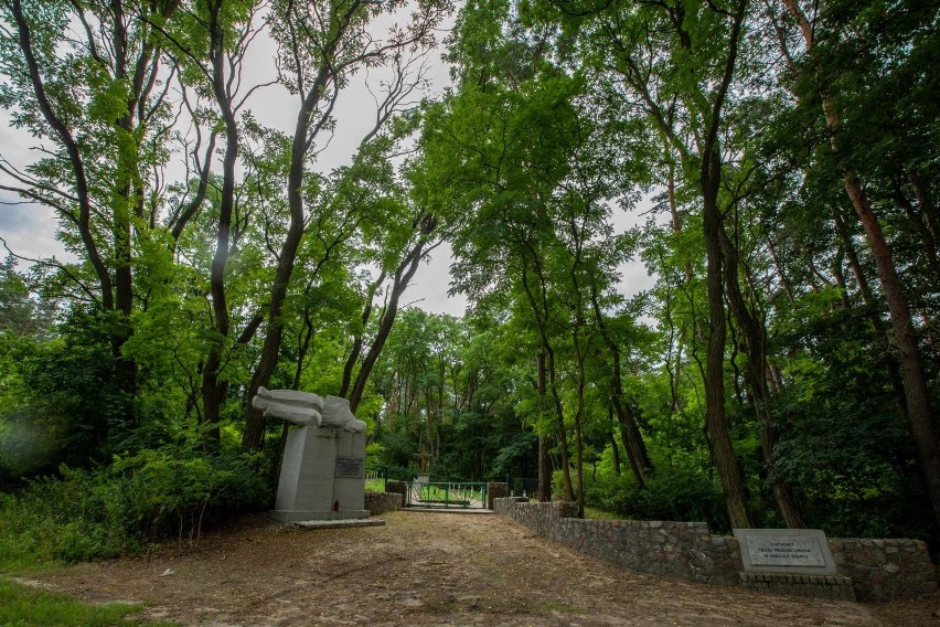 Las przy ul. przy ul. Baranowskiego w sąsiedztwie cmentarza...