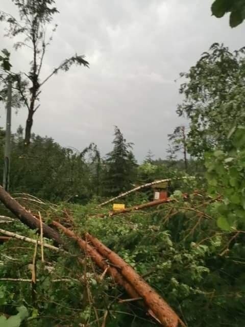 Drzewa zniszczyły domki letniskowe nad jeziorem Dłusko.