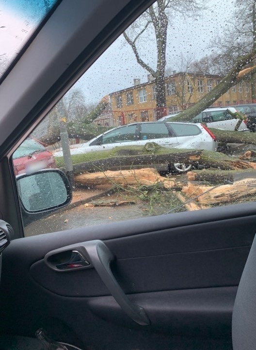 Wichura nad Szczecinem [4.03.2019 r.] Drzewa łamały się jak zapałki [WIDEO, ZDJĘCIA]