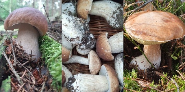 Grzybobranie w lubuskich lasach trwa w najlepsze. Piękne borowiki, prawdziwki. Czego to nie znajdują nasi Czytelnicy podczas porannych spacerów. Otrzymujemy od Was zdjęcia z okolic m.in. Rzepina, Zielonej Góry, Gorzowa, Żar. Czytaj również: Mapa lubuskich grzybów. Gdzie iść na grzybobranie?Wszyscy grzybiarze zadowoleni i jak nam przyznają, mają po jednym udanym grzybobraniu, zawsze jest chęć na więcej. A co zrobić z zebranymi grzybami? - Uwielbiam sosy - powiedziała nam jedna z Czytelniczek. - A ja marynuję i mam zapasy na zimę - dodał pan Piotrek. Czytaj również: Marynowane grzyby. Jak je przygotować?Jeśli chcecie podzielić się z innymi swoimi zdobyczami na łamach naszego serwisu - zapraszamy! Zdjęcia możecie przesyłać na adres: glonline@gazetalubuska.pl 