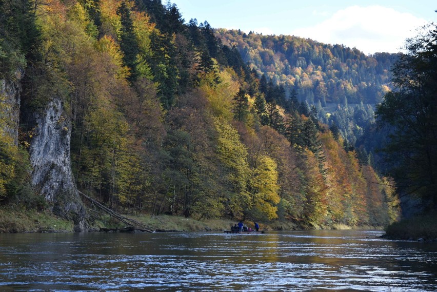 Pieniny. Spływ przełomem Dunajca w jesiennych kolorach. To najlepszy czas, by przepłynąć się łodzią z flisakami