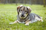 Psy do adopcji ze Schroniska dla Bezdomnych Zwierząt w Radomiu. Są urocze i czekają na dom! Zobacz zdjęcia