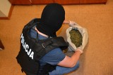 Wpadka pseudokibiców! Handlowali narkotykami. Policjanci przechwycili w Łodzi niemal 3 kg marihuany