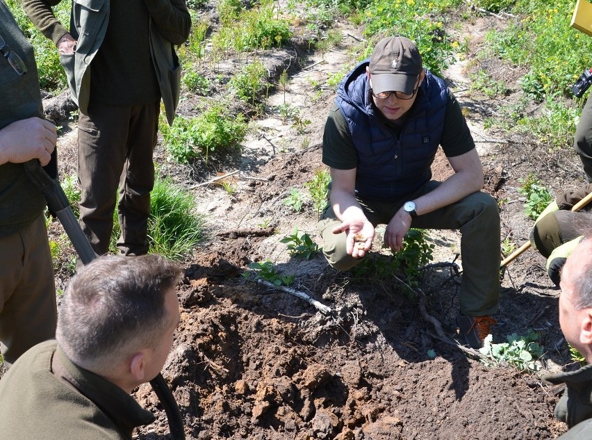 Groźne larwy atakują lasy w województwie podlaskim. Leśnicy planują opryski