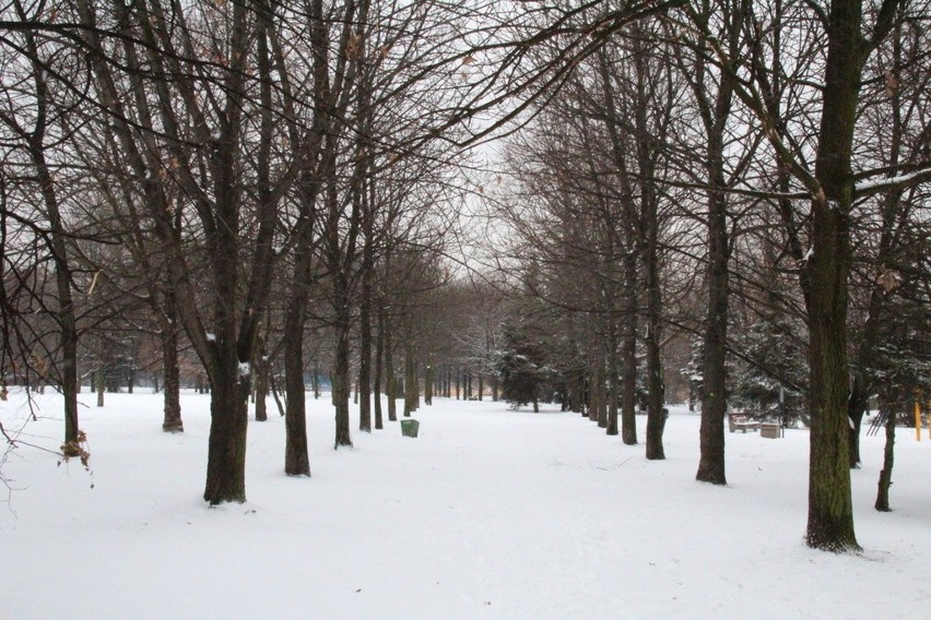 Zima w parku Hallera