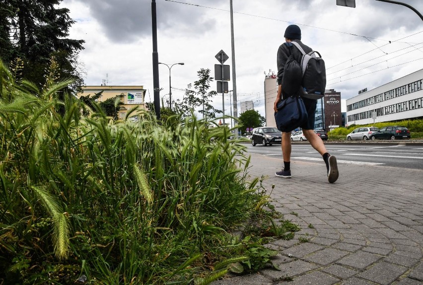 - Ale te zapuszczone trawniki, zwłaszcza w pobliżu placów...