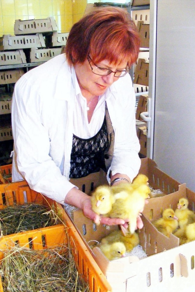 Halina Bielińska zachęca gospodynie do hodowli gęsi w warunkach przydomowych