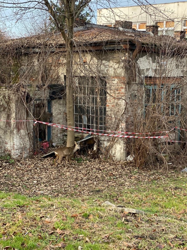 Głodna sarna w poszukiwaniu jedzenia zgubiła się na ul. Leszczyńskiego w Przemyślu. Zwierzę nie potrafiło wydostać się z posesji. Policjanci powiadomili o tym fakcie Ośrodek Rehabilitacji Zwierząt Chronionych w Przemyślu.Czytaj też: Mieszkaniec Przemyśla wyjechał za granicę, a swojego psa zamknął w mieszkaniu. Strażacy siłowo otworzyli drzwi [ZDJĘCIA]Zobacz: Marcin Kostrzyński i sekretne życie saren