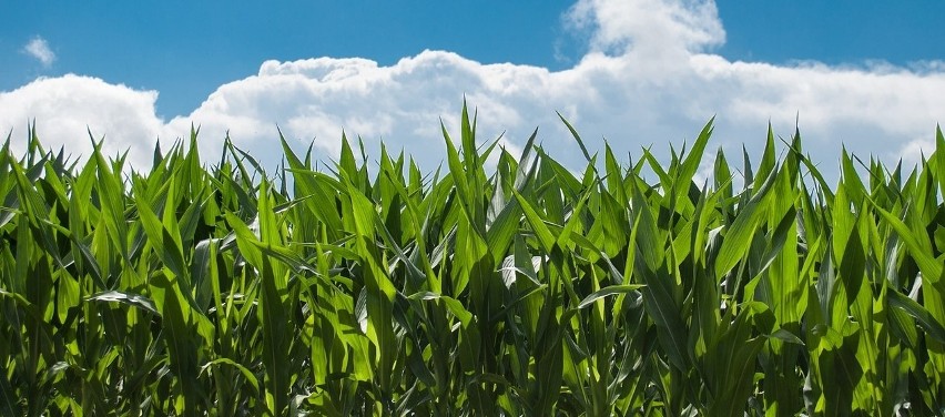 Nominuj Rolnika Roku i wybierz Mistrzów Agro. Zachęcamy do oddawania głosów! 