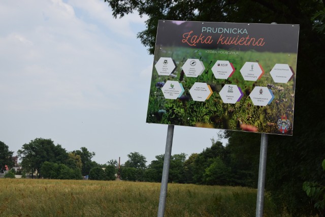 Założona dwa lata temu kwietna łąką w Prudniku niestety nie wyrosła.