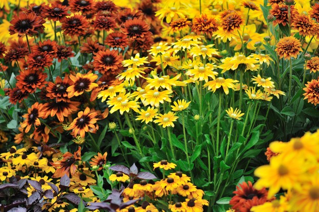 Odpowiednio dobrane kwiaty i krzewy sprawiają, że jesień w ogrodzie jest kolorowa i przyjemna bez względu na pogodę. Zobacz w galerii propozycje roślin zdobiących jesienną rabatę.
