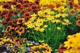 Jesień w ogrodzie może być pełna kwiatów i kolorów. Polecamy rośliny zdobiące jesienne rabaty
