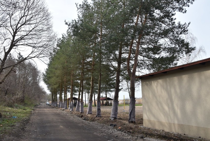 Choć promenada nad Nogatem w Malborku jest formalnie placem...