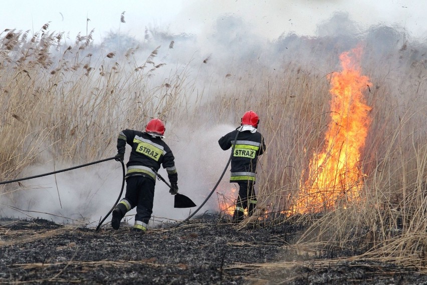 Wrocław: Znów płoną trawy przy AOW. Uwaga na gęsty dym (ZDJĘCIA)