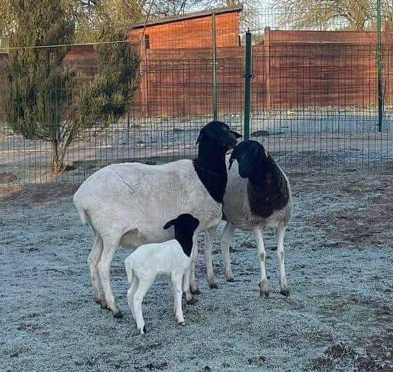 Nowe zwierzęta w zoo "Leśne Zacisze" w Lisowie. To wyjątkowe owce, które... nie posiadają wełny. Zobaczcie zdjęcia