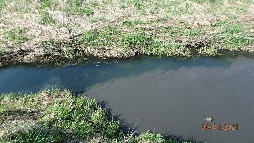 Do rzeki Psarka w Bodzentynie w powiecie kieleckim wpływają nieoczyszczone ścieki. To grozi katastrofą ekologiczną (ZDJĘCIA)