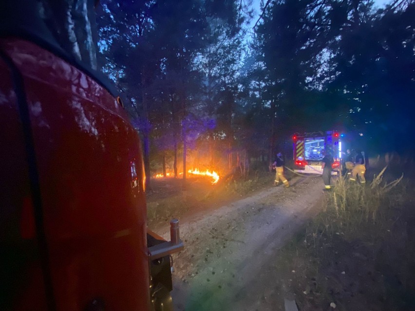 Do dwóch pożarów w lesie przy ul. Lisiej w Małej Nieszawce...
