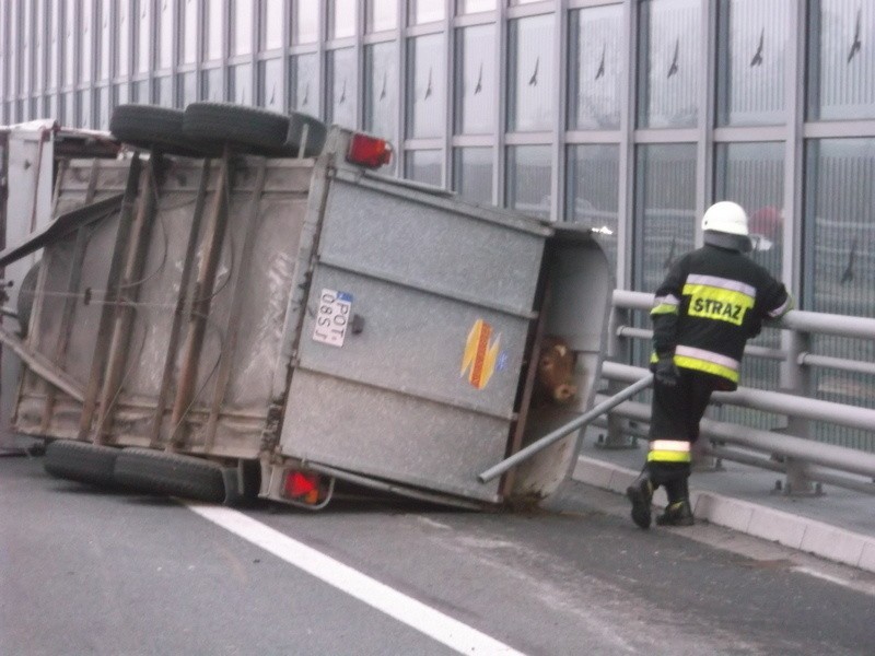 Wypadek na S8. Wywróciła się ciężarówka wioząca byki. Droga była zablokowana (ZDJĘCIA)