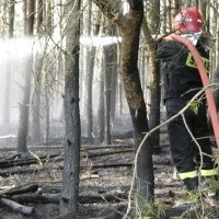 Od palących się traw często zajmują się lasy, których gaszenie angażuje wielu strażaków