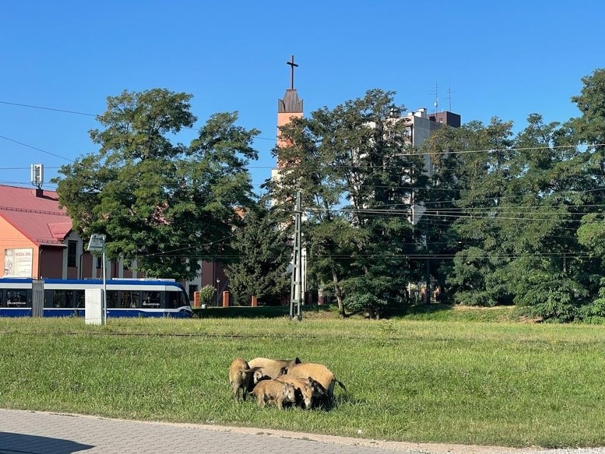 Kraków. Rodzina dzików o poranku pojawiła się na pętli tramwajowej na os. Bohaterów Września ZDJĘCIA