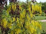 Złotokap, czyli złoty deszcz w ogrodzie. Jak go uprawiać, by zachwycał kwiatami i na co uważać? To piękna, ale trująca roślina