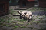 Koty do adopcji. w Katowicach. Piękne kotki czekają na nowy dom w Schronisku dla Bezdomnych Zwierząt. Zobaczcie ich zdjęcia