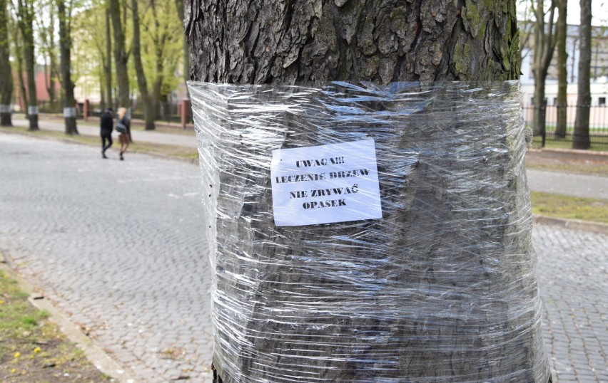 Inowrocławskie kasztanowce w ochronnych foliowych kompresach