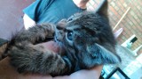 Pracownicy słupskiego muzeum uratowali małego kotka 