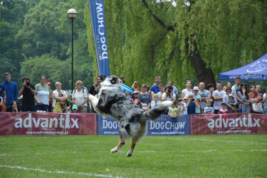 Zawody dogfrisbee czyli Dog Chow Disc Cup 2016 w parku...