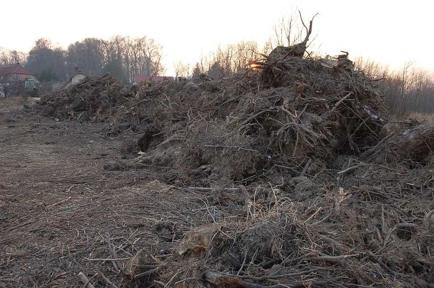 Karczowanie drzew i krzewów nad Zalewem Mietkowskim