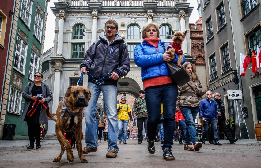 Spacery z psami są coraz bardziej popularne