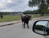 Byki uciekły z zagrody i spacerowały po jezdni. Interweniowała policja ZDJĘCIA