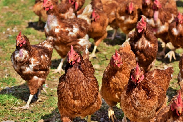 Województwo kujawsko-pomorskie zajmuje 6. miejsce w kraju pod względem produkcji mięsa drobiowego. Zagrożeniem dla producentów jest przede wszystkim ptasia grypa.