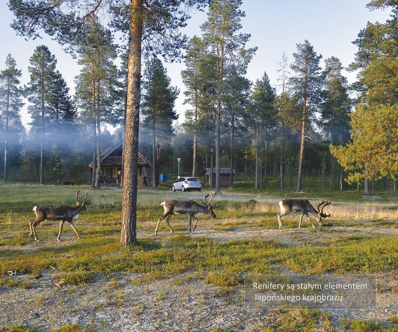 Finlandia – Laponia latem. Uniwersyteckie Centrum Przyrodnicze zaprasza na nową wystawę 