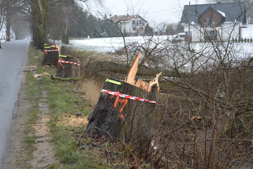 W styczniu 2021 nieznany sprawca ponacinał pnie na...