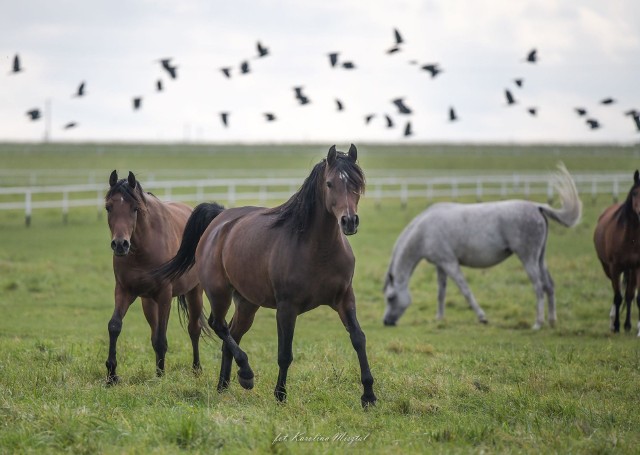 Zobacz, które konie z Michałowa wystąpią na światowym czempionacie w Paryżu. >>>Więcej na kolejnych slajdach