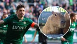 Erik Exposito odwiedził wrocławskie zoo i nakarmił kapibary. Hiszpański napastnik zaprasza kibiców na mecz z Rakowem