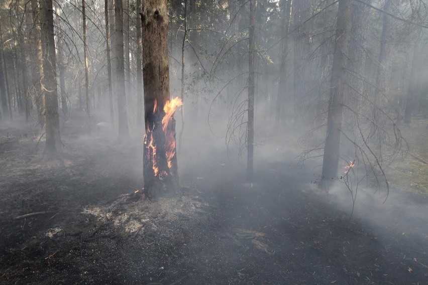 Nadleśnictwo Browsk: Pożar lasu w Puszczy Białowieskiej. Spaliło się półtora hektara lasu (10 września 2019)