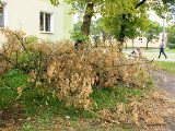 "Chcą nam wyciąć 150 drzew przy ulicy Modrzewiowej" - alarmują mieszkańcy Osiedla Leśnego w Bydgoszczy
